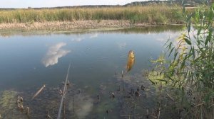 КАРАСЬ на ПОПЛАВОК ОСЕНЬЮ!!! РЫБАЛКА на ПОПЛАВОЧНУЮ УДОЧКУ в БОЛОТЕ