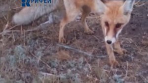 Опасность диких животных  Бешенство