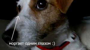 Джек Рассел в самолете