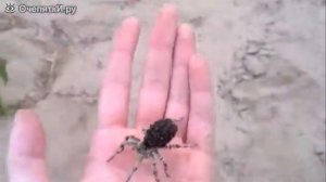 Российский тарантула