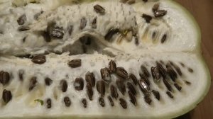 19-24 11 2022г яблоня благая весть,семена лагенарии