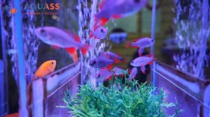 ?Aquass - Копадихромис Каданго, Хаплохромис Борлея (Haplochromis borleyi, или Copadichromis borleyi