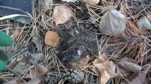 ДАЖЕ ЗАТРЯСЛО. НАШЛА ЗОЛОТО В ЛЕСУ. В поиске кладов с металлоискателем