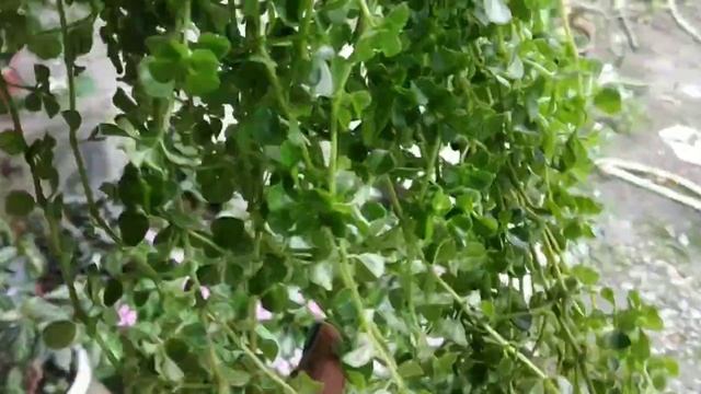 Hanging plant , pilea depressa❤️