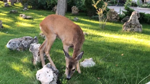 Косуля Светик гуляет вечерком! Тайган смотреть онлайн