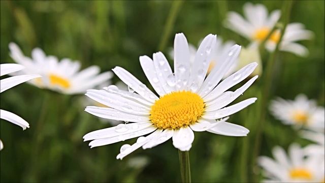 Татьяна Комарницкая 12+ "Какие бывают сердца" христианский стих смотреть онлайн