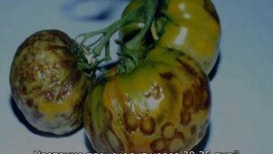 Томат Тяжеловес Сибири