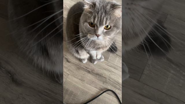 Кот набросился