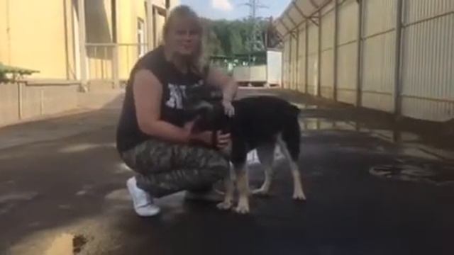 Благодарим зоомагазины 4лапы за супер акцию Добролап смотреть онлайн