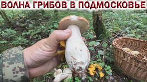 ❗ВОЛНА ГРИБОВ в ПОДМОСКОВЬЕ 20 июля 2023!?МОРЕ ЛИСИЧЕК, БЕЛЫЕ грибы, ПОДОСИНОВИКИ???