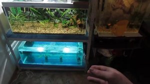 отсадил икру коридорасов с общего аквариума