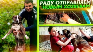 Раду, подобранную год назад с трассы, отправляем в новую семью. Как она освоилась.