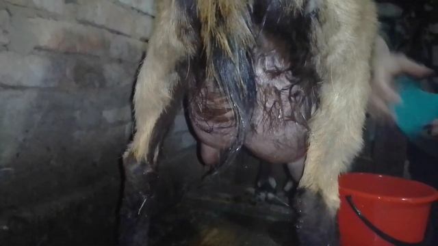 Вечерняя дойка смотреть онлайн