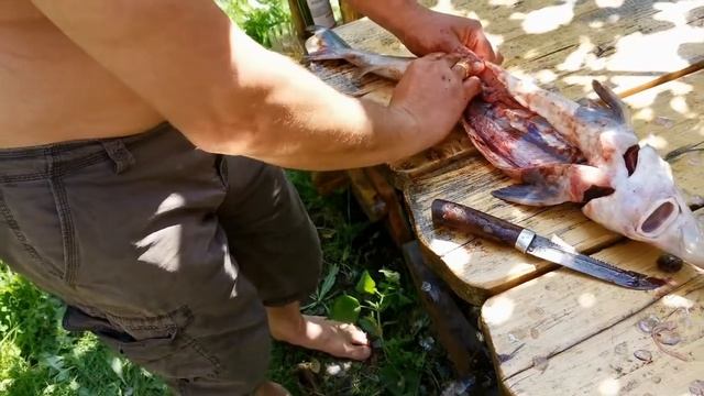 Осетр пошаговая разделка рыбы, удаление жабр. Нужно ли удалять хорду?