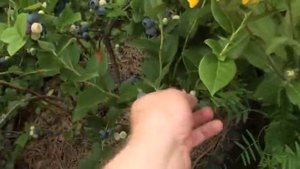 Голубика, Красноярск, сбор 2021