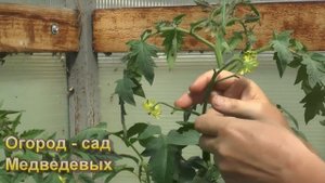Прием позволяющий сохранить завязывание томатов на всех кистях