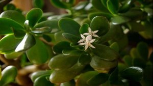 Денежное дерево  Обряд на привлечение денег