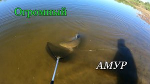 Огромный АМУР на донку