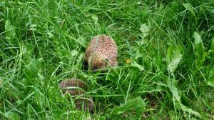 Интересно!!! Ежиха с маленькими ежатами на прогулке