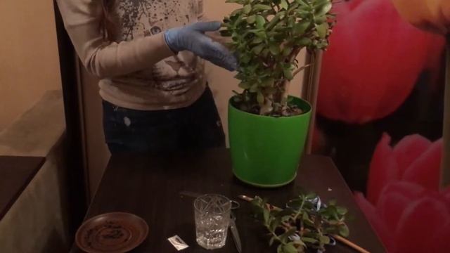 Денежное дерево / Толстянка / Крассула / Обрезка / Черенкование / Комнатные растения