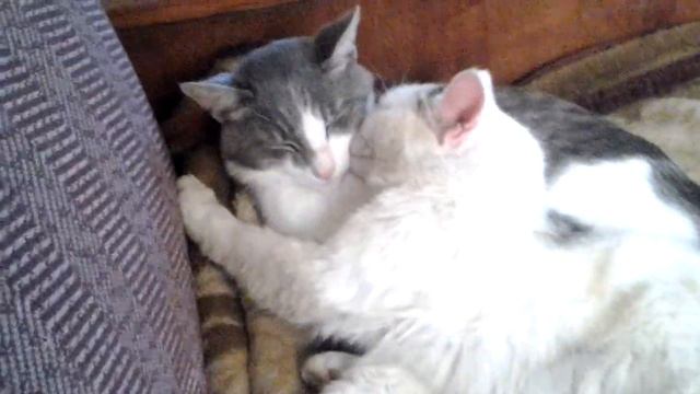 Коты целуются.
