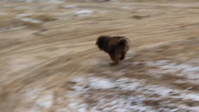 Щенки тибетского мастифа китайских линий!!! смотреть онлайн