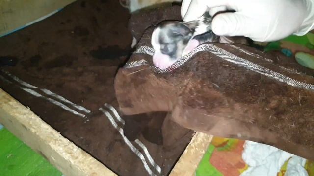 Pembroke welsh corgi fluffy natural birth four puppies смотреть онлайн