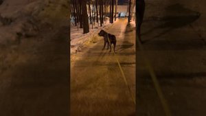 Приехали за папой 🥰#tttt #cane #канекорсо #canecorso #canecorsoitaliano #канекорсоитальяно