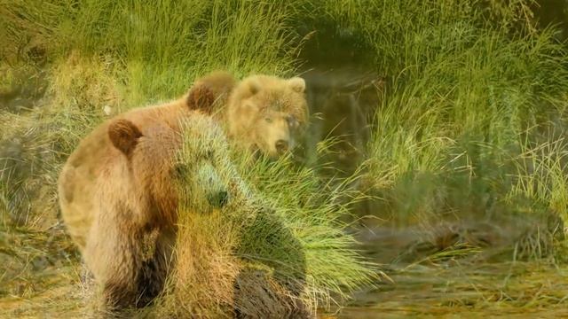 Серебряный колокольчик - Мишка и лапка смотреть онлайн