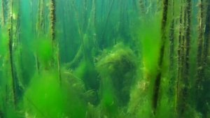 Сквозь тростник. Стебли тростника. Красивые подводные съемки в Full HD 60фпс. Камыши под водой .