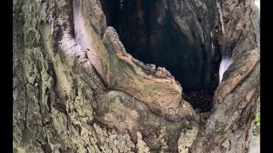 Когда возникла музыка?