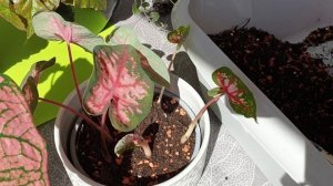 Пересаживаю Каладиум на пмж ?,опять новый житель на подоконнике ?