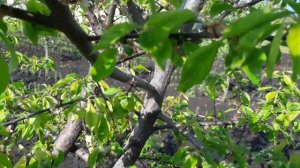 Черикос, Априсали, Точе сан, Свит Триат и др.... как нормирую...