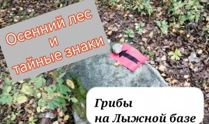 Между делом заскочил в лес / В поисках медведей