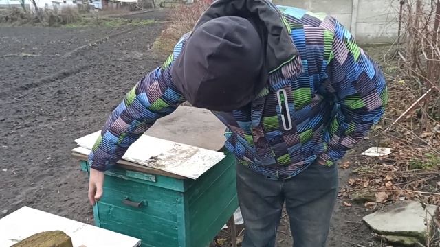 Зимовка пчел на улице без потерь. Как контролировать клуб пчел. смотреть онлайн