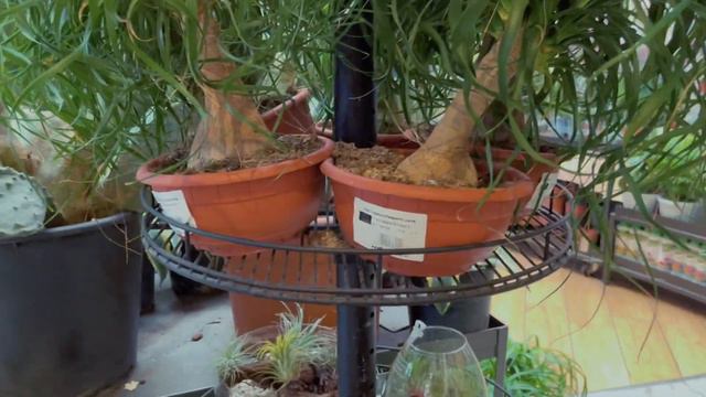 Italian Garden Nursery Tour with Plant name and price || Indian Nursery vs Italian Plant Nursery смотреть онлайн