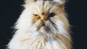 ТОП ФАКТОВ О ПЕРСИДСКОЙ КОШКЕ