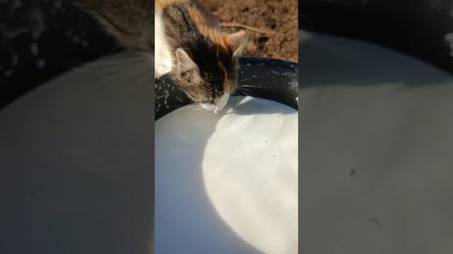 Молоко для телят и собак, и Алисе можно 🐈#video #animals #cat