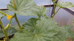 Огурец F1 Китайский Холодоустойчивый