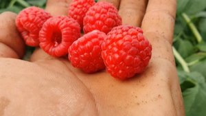 Чудо малина #2 Сладкая, крупная,красивая ягода!!! Высокоурожайный ремонтатный сорт.