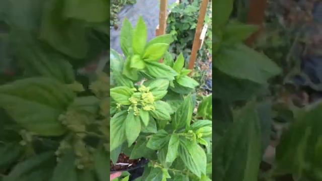 Гортензии метельчатые смотреть онлайн