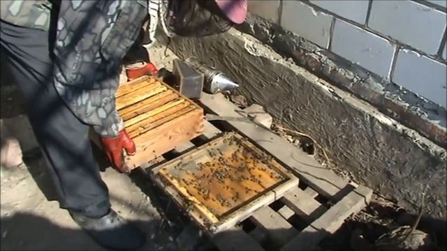Видео №57. Альпийско - дадановский улей. Весенняя ревизия в улье. 20.03.2020 г.
