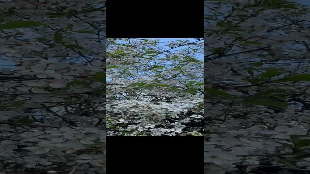 Цветение Вишни смотреть онлайн