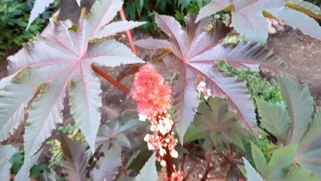 Клещевина обыкновенная / Ricinus communis смотреть онлайн