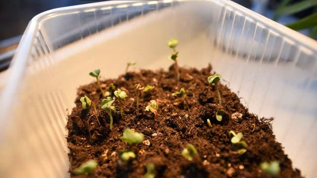 36 часов из жизни редиски смотреть онлайн