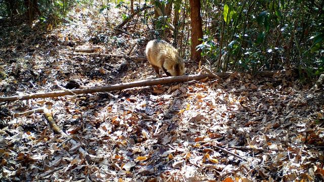 Енотовидная собака смотреть онлайн