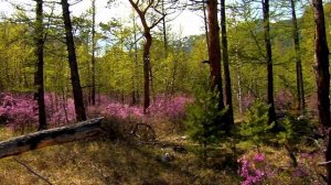 ПЕСНЯ О ЗАБАЙКАЛЬЕ