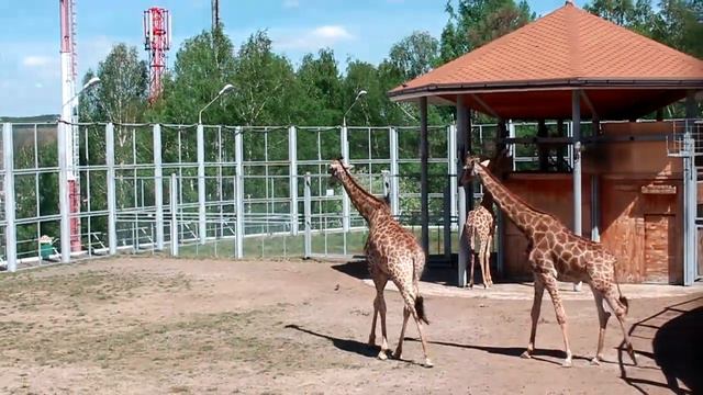 Жирафы на улице смотреть онлайн