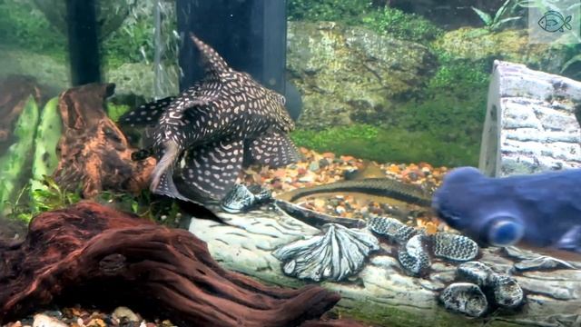 Парчовый глиптоперихт / Glyptoperichthys gibbiceps или Сом Парчовый смотреть онлайн