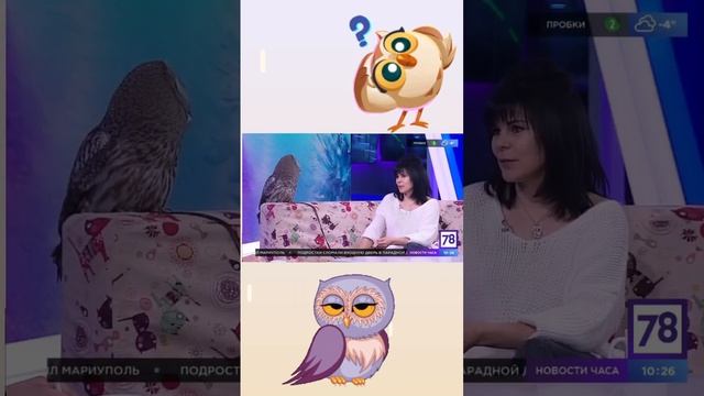 Сколько лет живут совы ?? #сова #музейсовушек #филосовия #owl #токсово